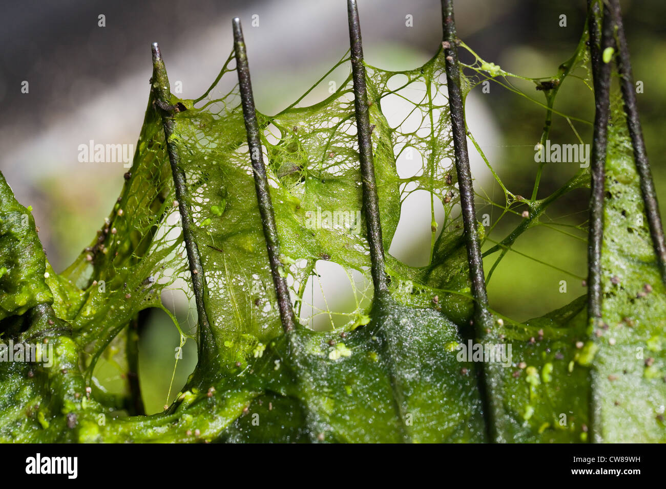 Blanket weed hires stock photography and images Alamy