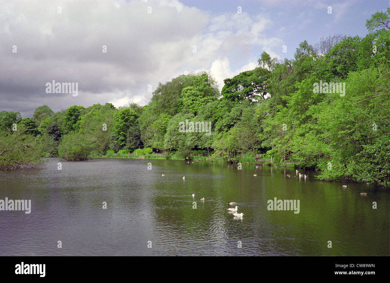 Blackford Pond, Hermitage of Braid & Blackford Hill Local Nature Reserve, Edinburgh, Scotland, UK Stock Photo