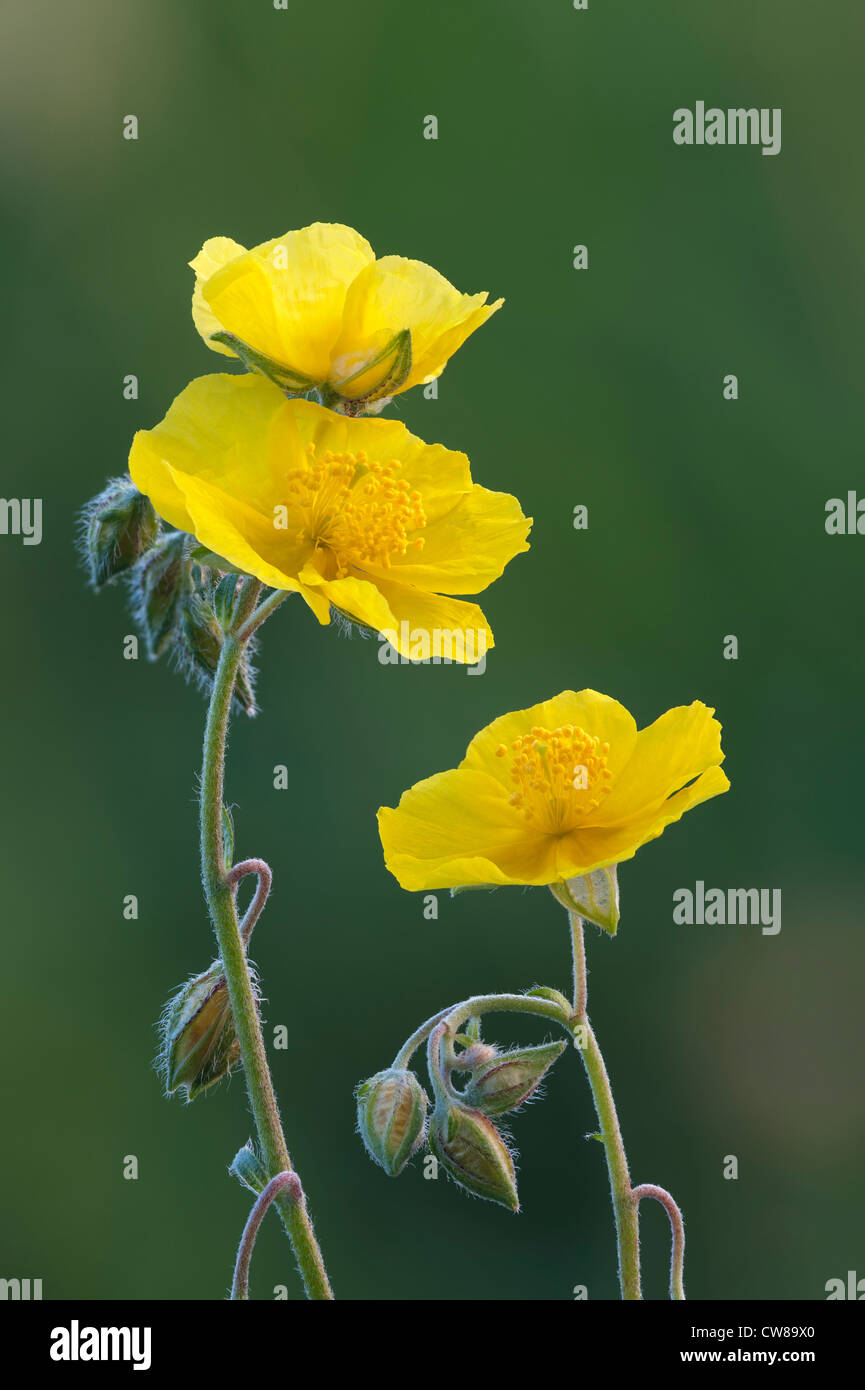 Common rockrose Helianthemum nummularium Stock Photo Alamy