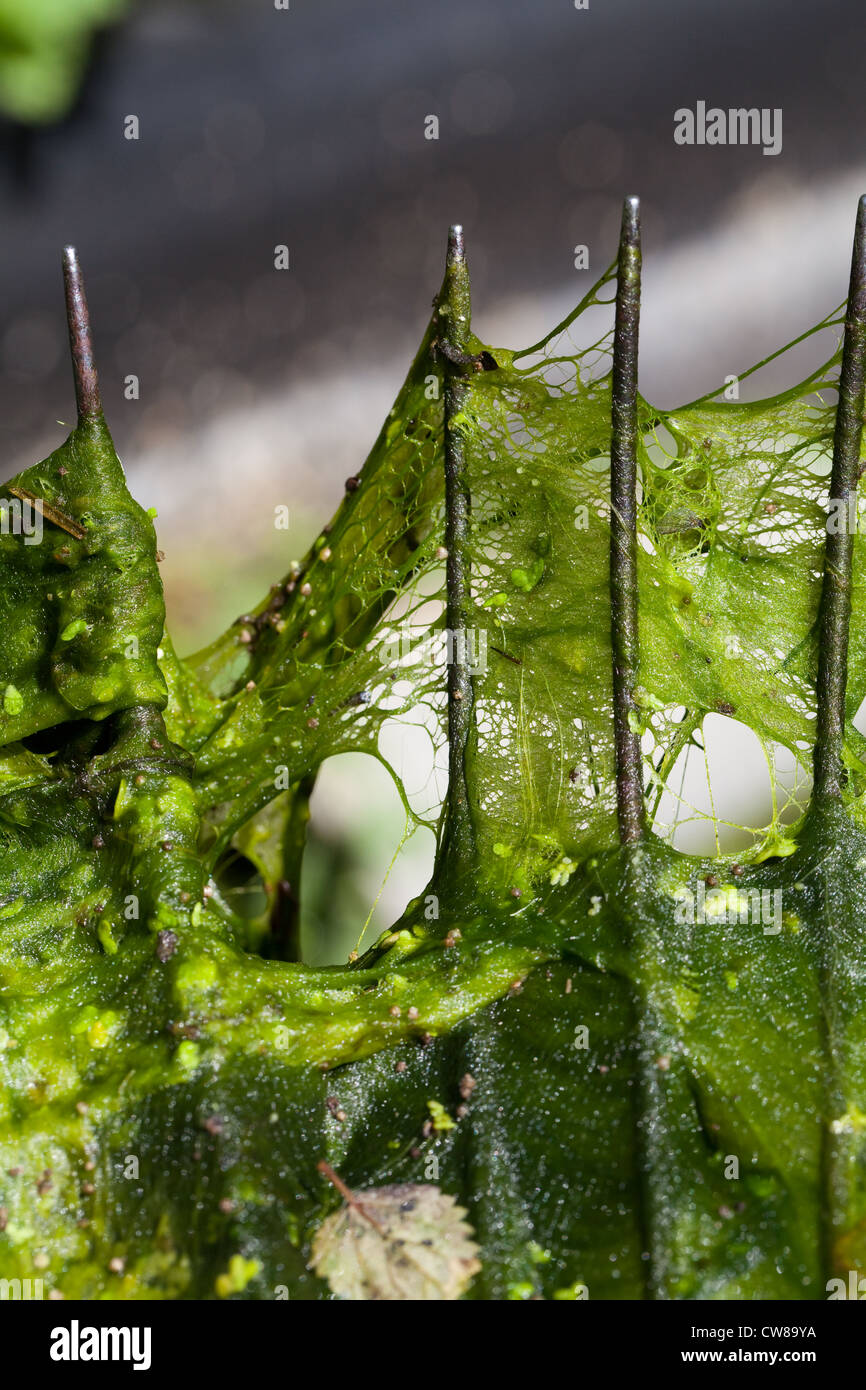 Blanket Weed (Cladophora sp. ) . Sieved and skimmed from a pond using a
