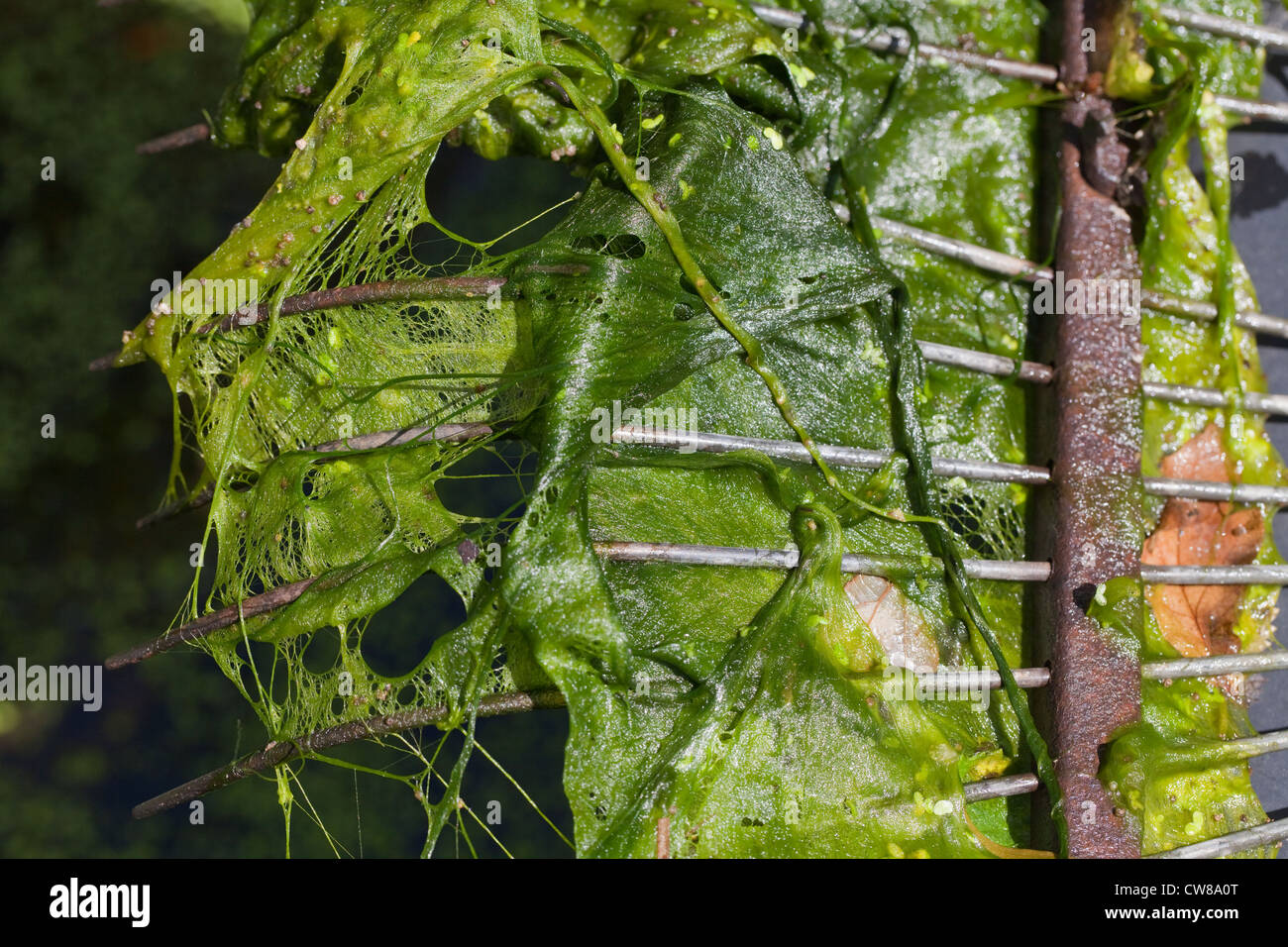 Blanket weed pond hires stock photography and images Alamy