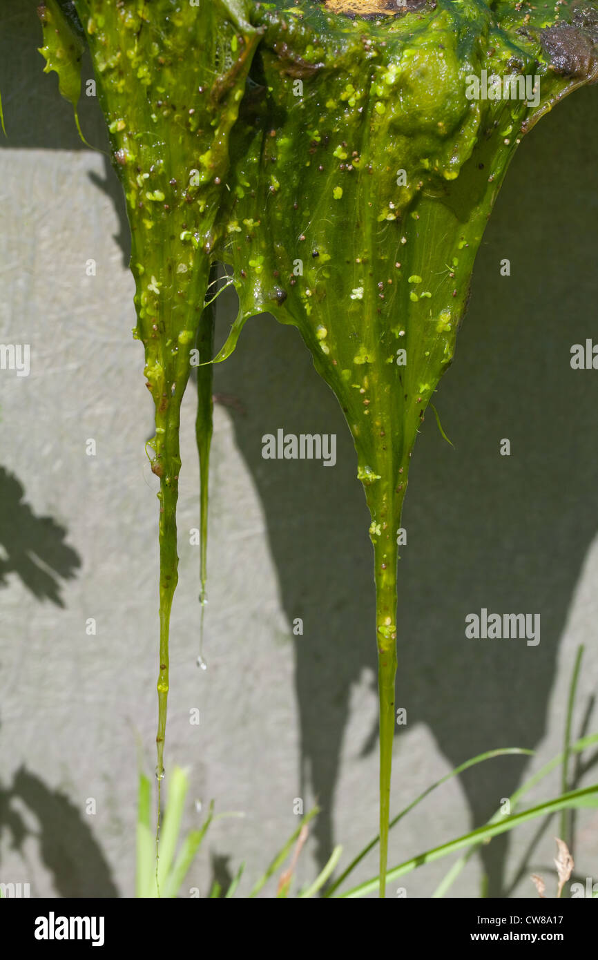 Blanket weed pond hires stock photography and images Alamy