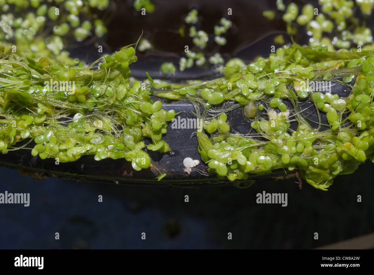 Duckweed (Lemna sp. ). Caught up on the rim of a black plastic bucket. Stock Photo