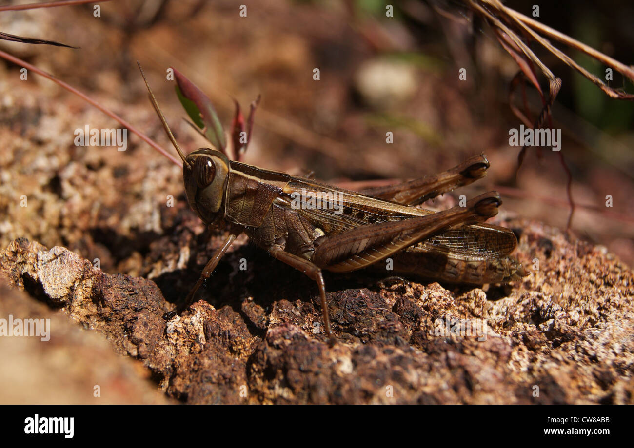 Locust camouflage type Insect in Western ghats of India Stock Photo