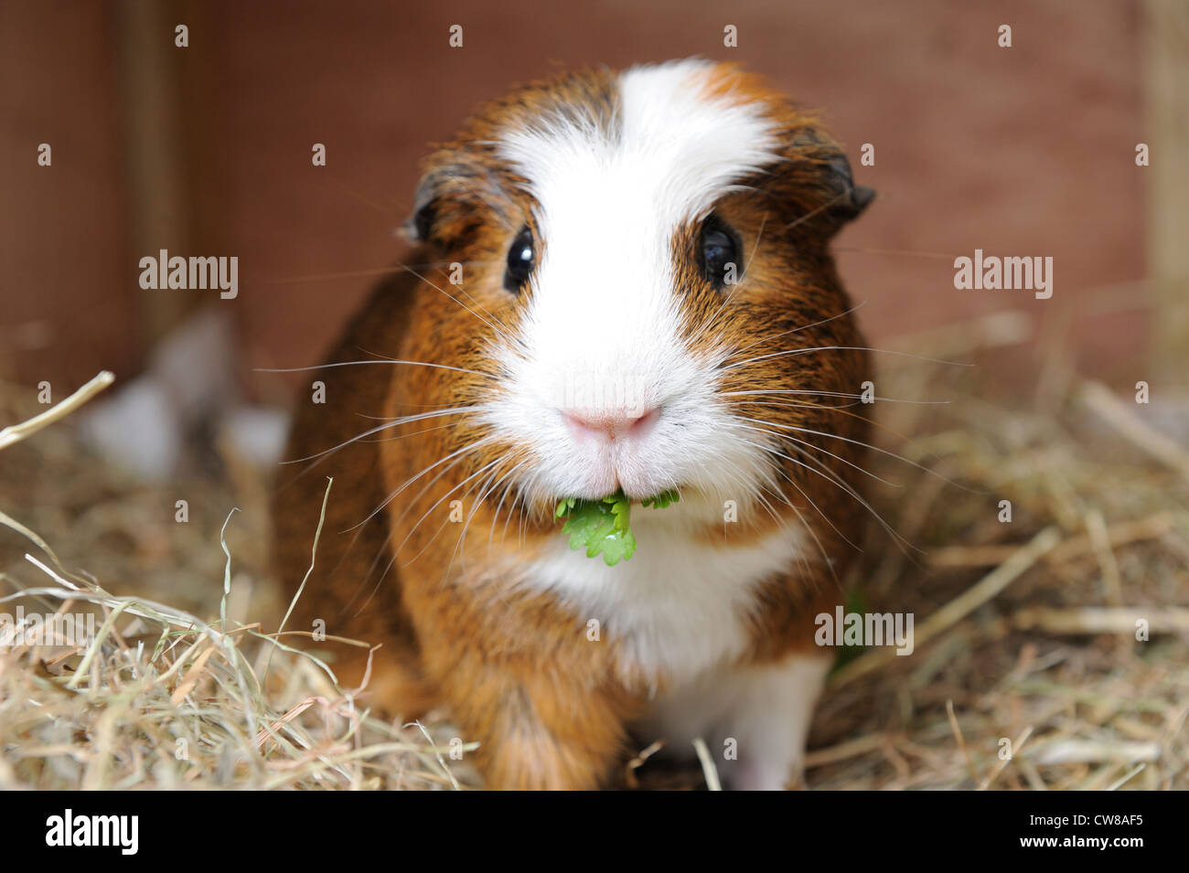 Pet guinea pig in feeding on coriander leaf Stock Photo