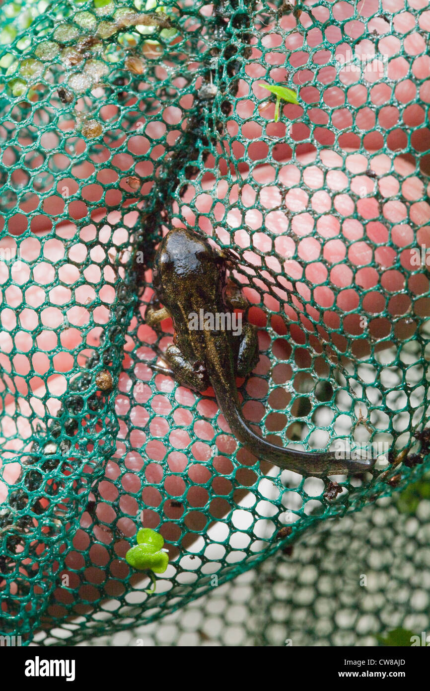 Common Frog (Rana temporaria). Metamorphosis nearly completed from tadpole to frog; tail to be absorbed. Sitting in a hand net. Stock Photo