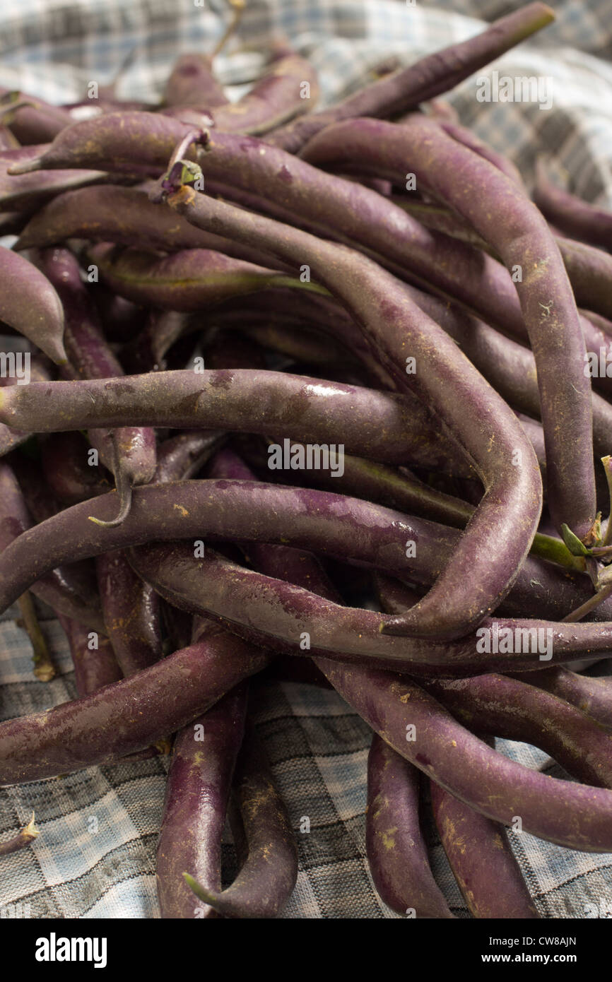 purple string beans Stock Photo