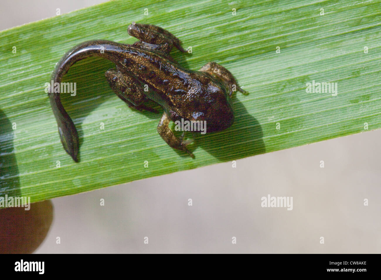Common Frog (Rana temporaria). Metamorphosis nearly completed tadpole