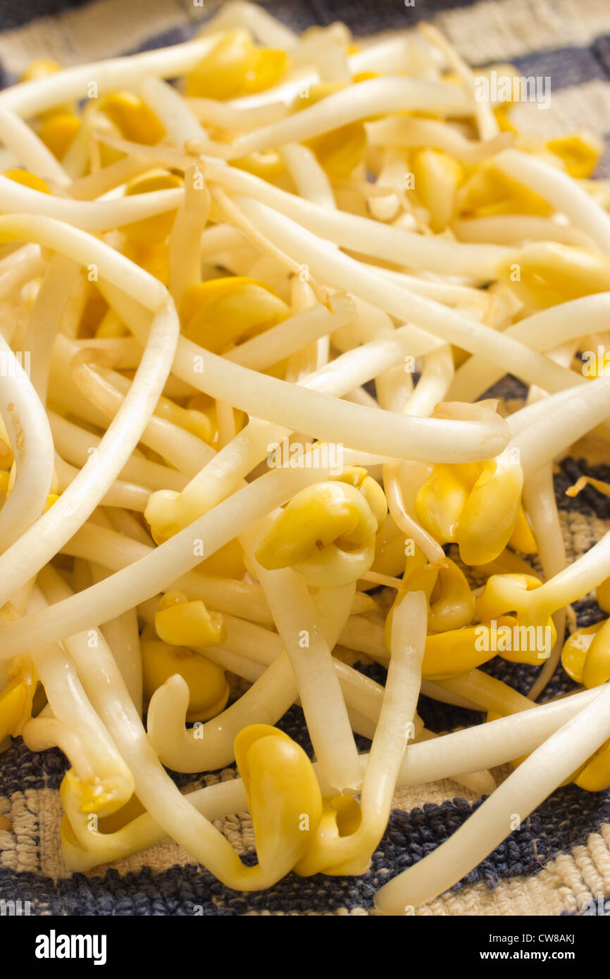Soy bean sprouts hires stock photography and images Alamy