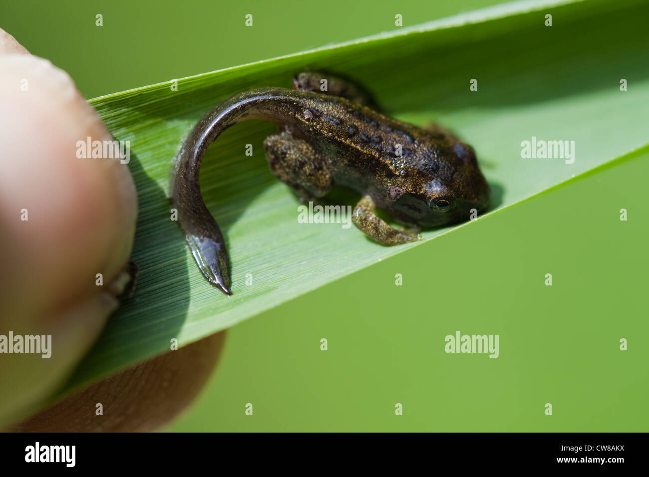 The tadpole and the frog hires stock photography and images Alamy