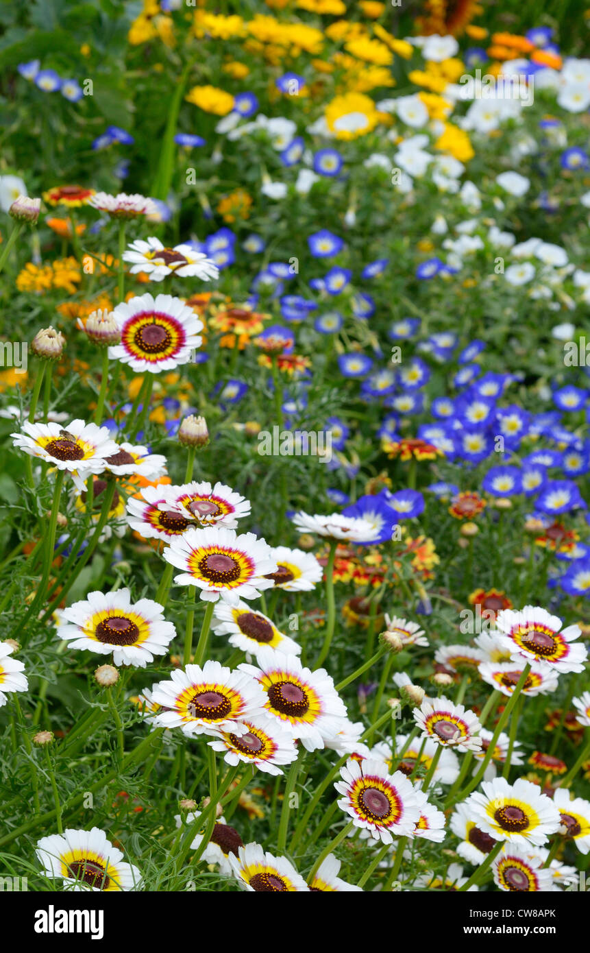 Summer border with ismelias in foreground, marigolds and convolvulus in background Stock Photo