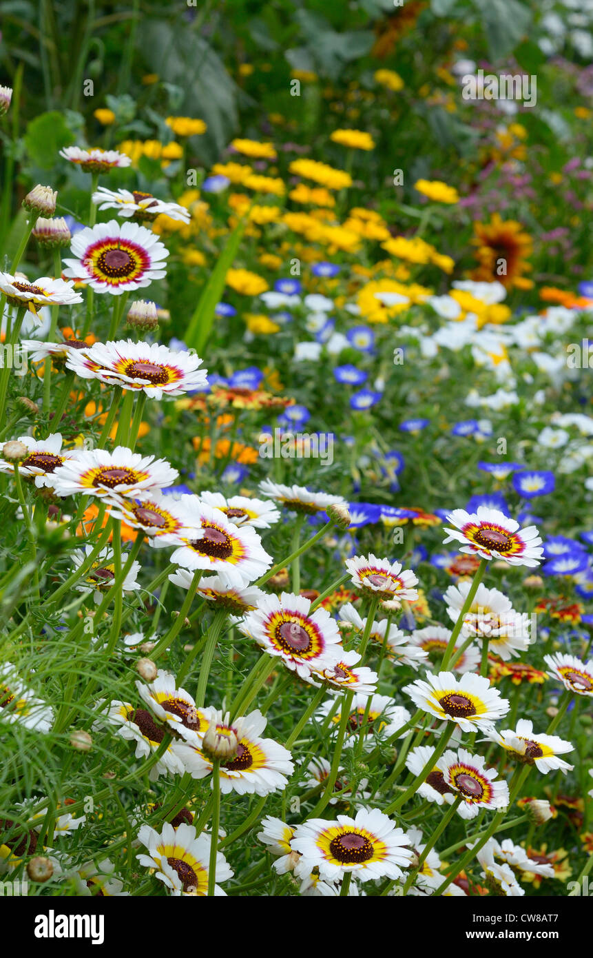 Summer border with ismelias in foreground, marigolds and convolvulus in background Stock Photo