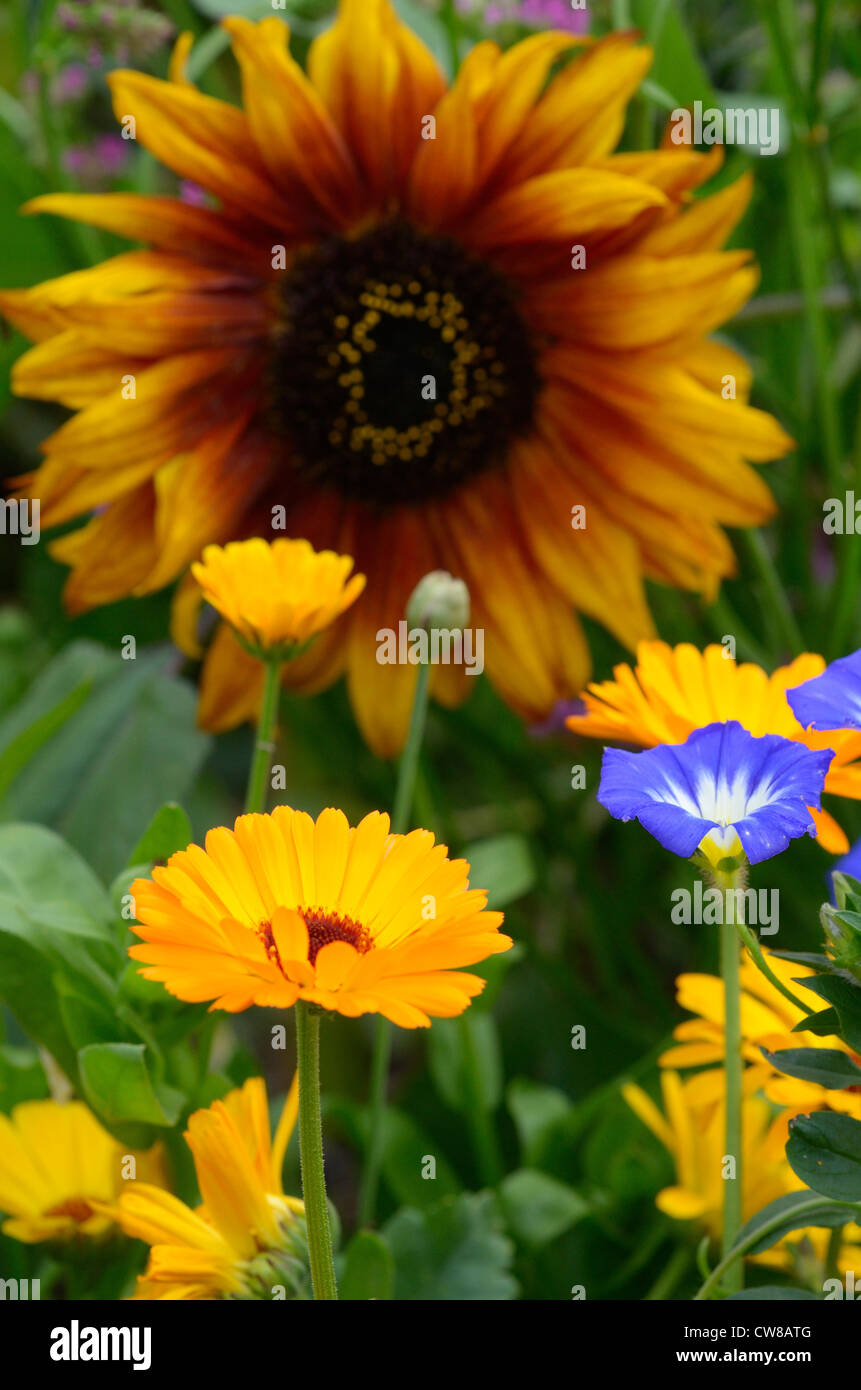 Summer border with Sunflower, marigolds and convolvulus, Stock Photo