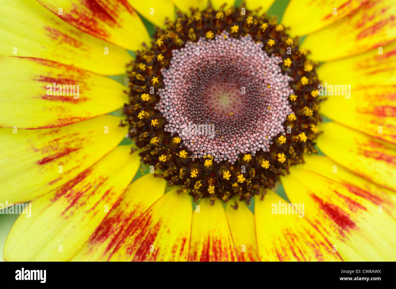 close up view of ismelia, painted daisy Stock Photo