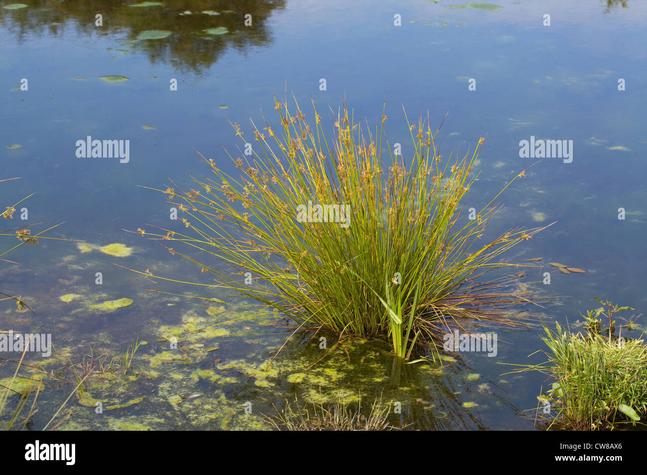Common or Soft Rush (Juncus effusus). Plant in shallows of a natural field pond. Ingham, Norfolk. Note floating Blanket weed. Stock Photo