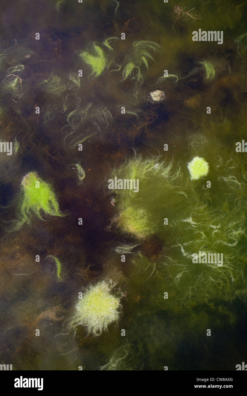 Blanket Weed (Cladophora sp. ). A whisp mats of floating aquatic algae on the surface of a pond. Norfolk. Stock Photo