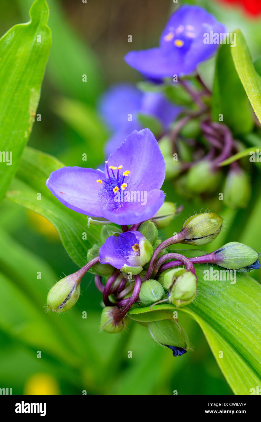 Tradescantia, (spiderwort) Flower cluster with fully formed bloom Stock Photo