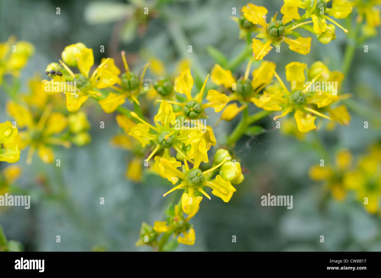 Common Rue, Ruta graveolens, showing flowers Stock Photo - Alamy