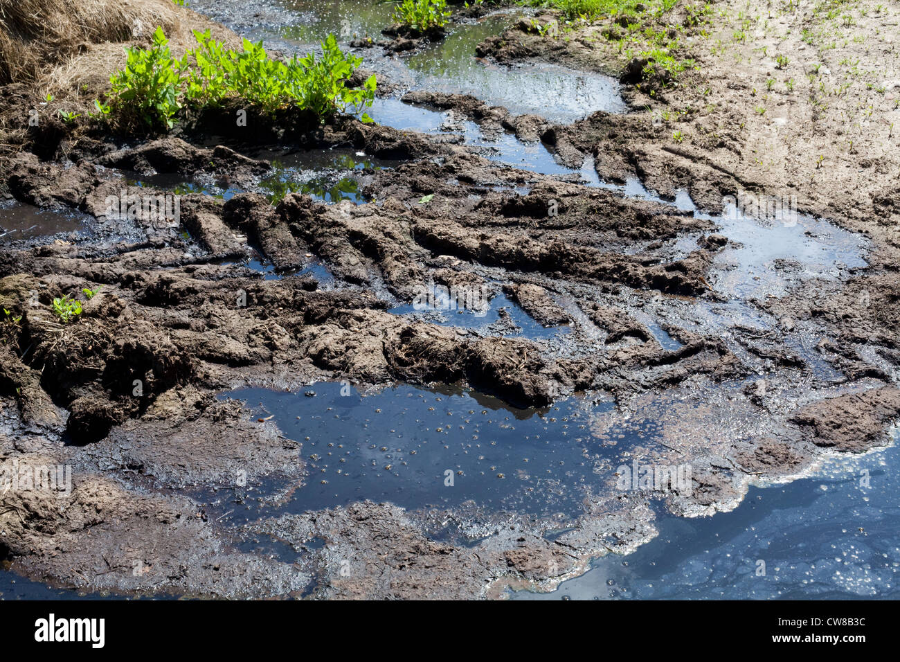 Pollution of drainage ditch. Accumulated cattle manure from farm