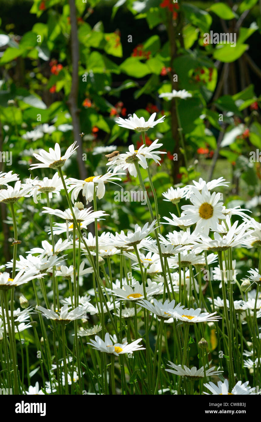 Oxeye daisies backlit in a large walled Garden, Runner bean crop in distance Stock Photo