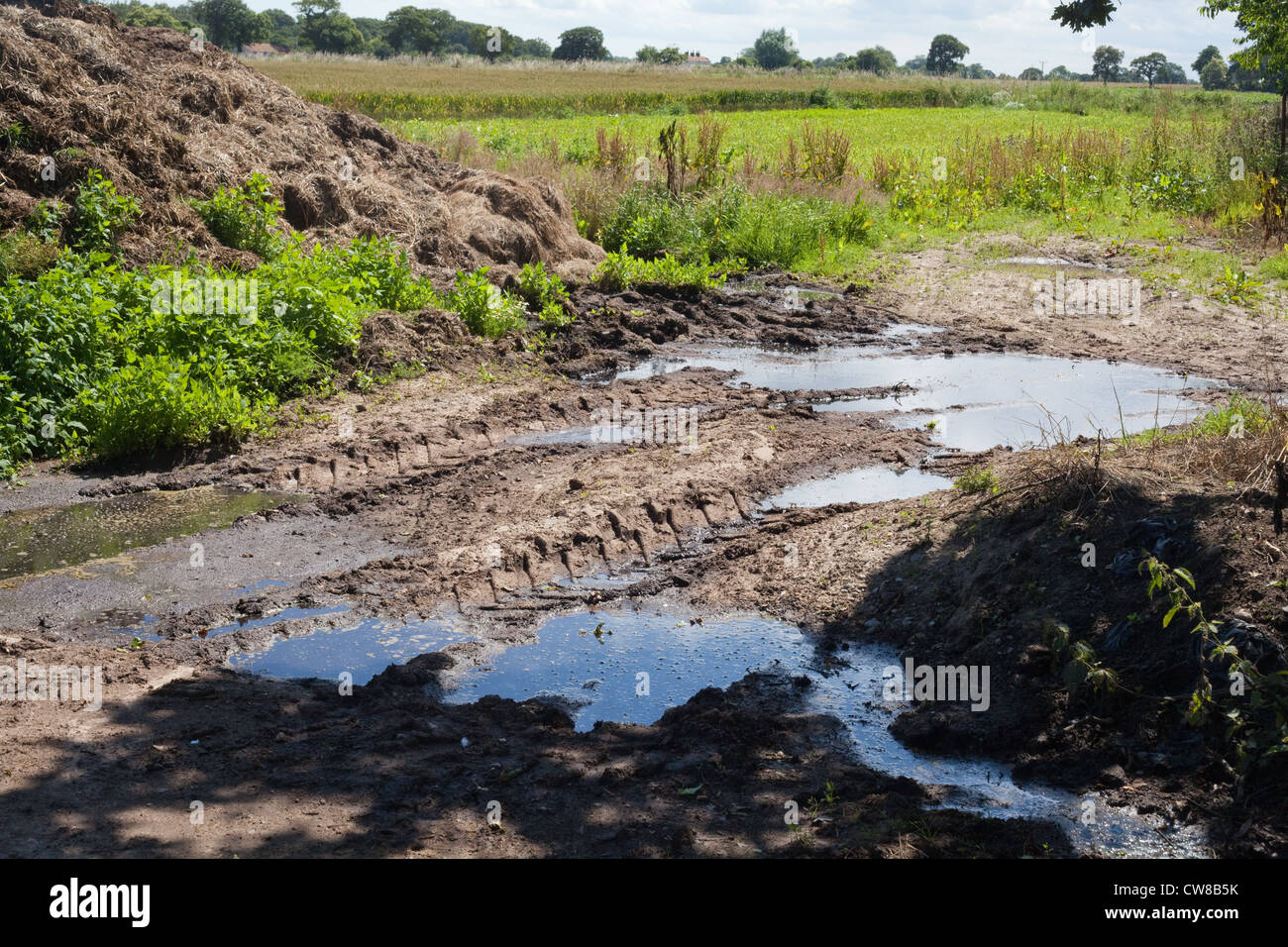 Pollution of drainage ditch. Accumulated cattle manure from farm