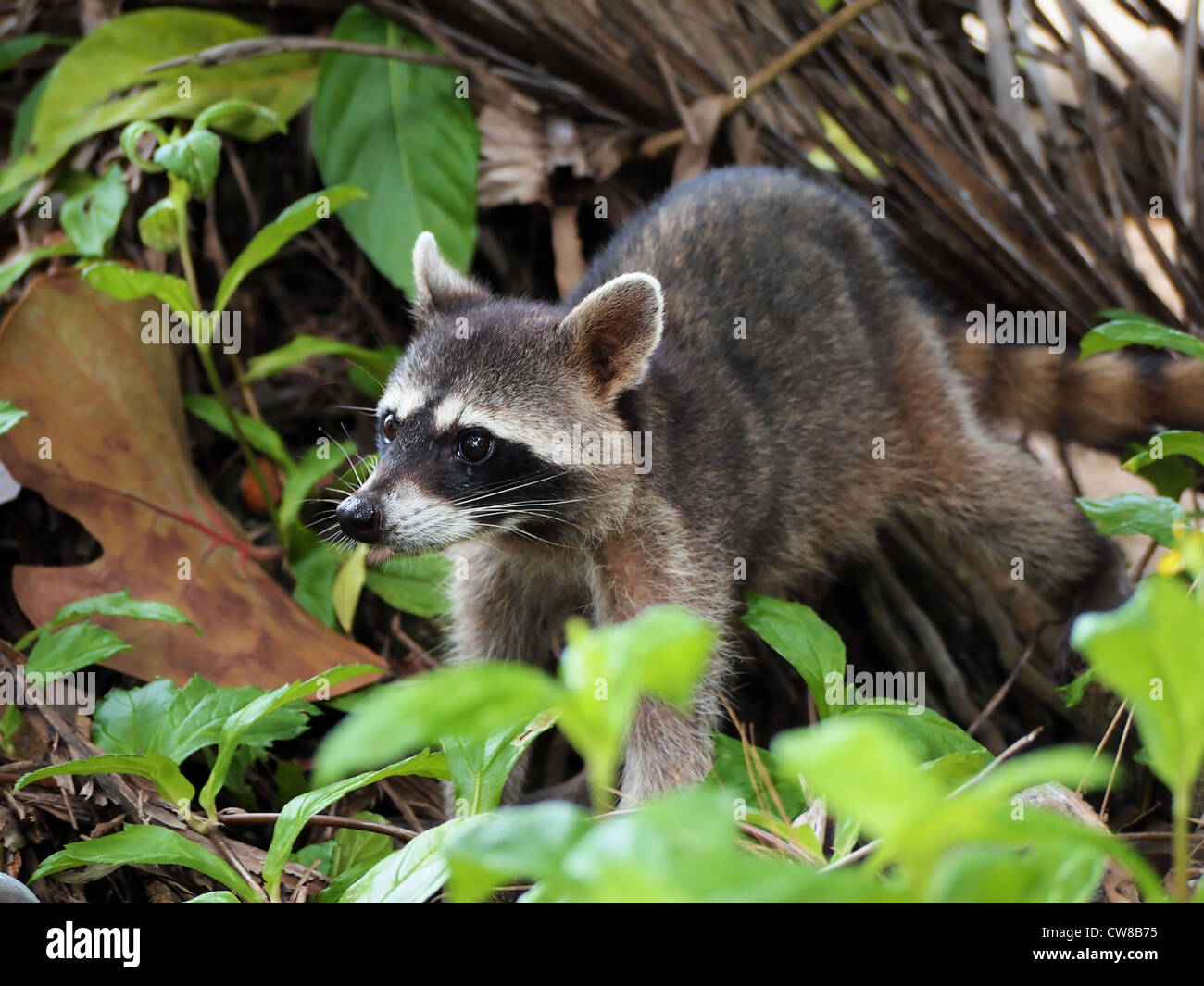 Raccoon in the jungle of the national park of Cahuita, Caribbean, Costa Rica Stock Photo