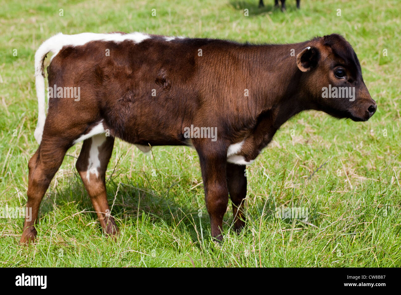 Gloucester (Bos taurus). Calf. Norfolk. Mahogany colour type and showing the typical markings of the breed; white rump and tail. Stock Photo