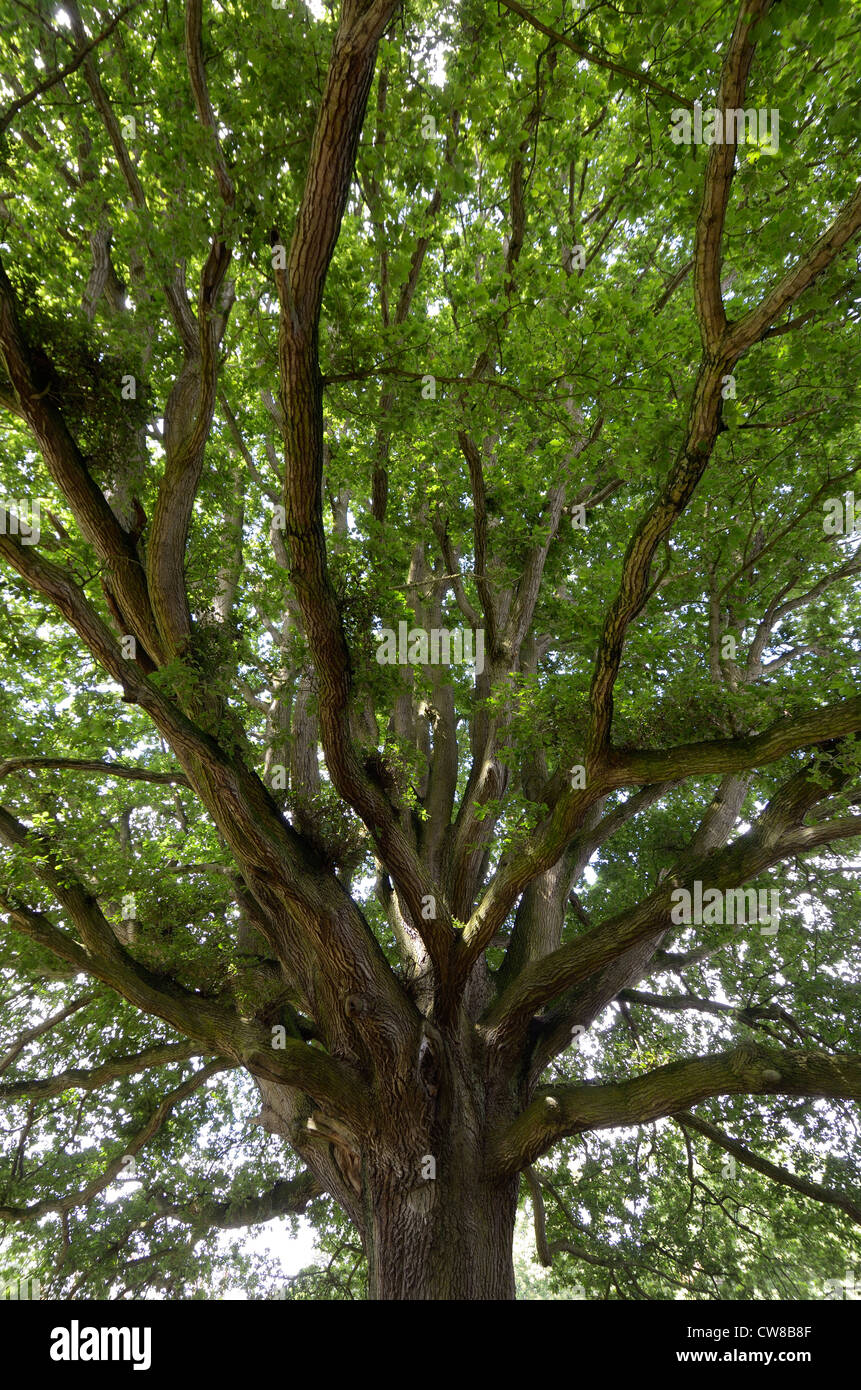 Understorey of mature english Oak tree, quercus robur Stock Photo - Alamy