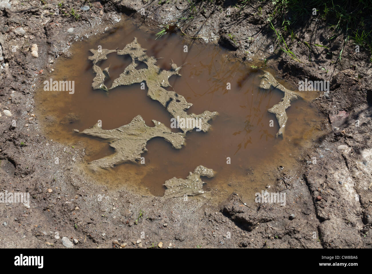 Pollution of drainage ditch. Accumulated cattle manure from farm Stock