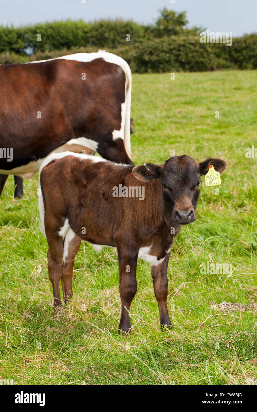 Gloucester (Bos taurus). Calf. Mahogany colour form and showing the typical markings of the breed, white tail and rump. Stock Photo