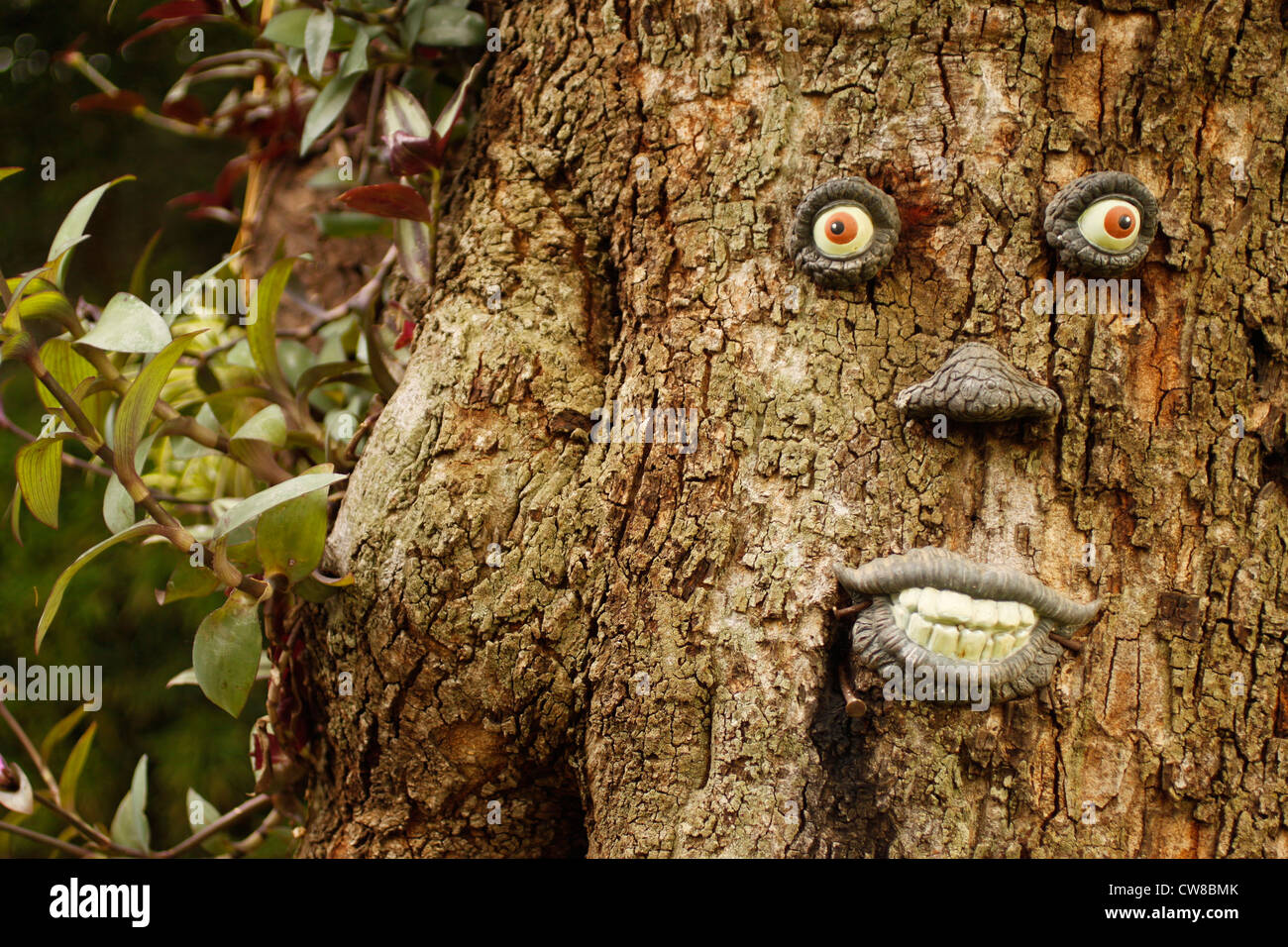 Tree trunk eyes nose mouth hires stock photography and images Alamy