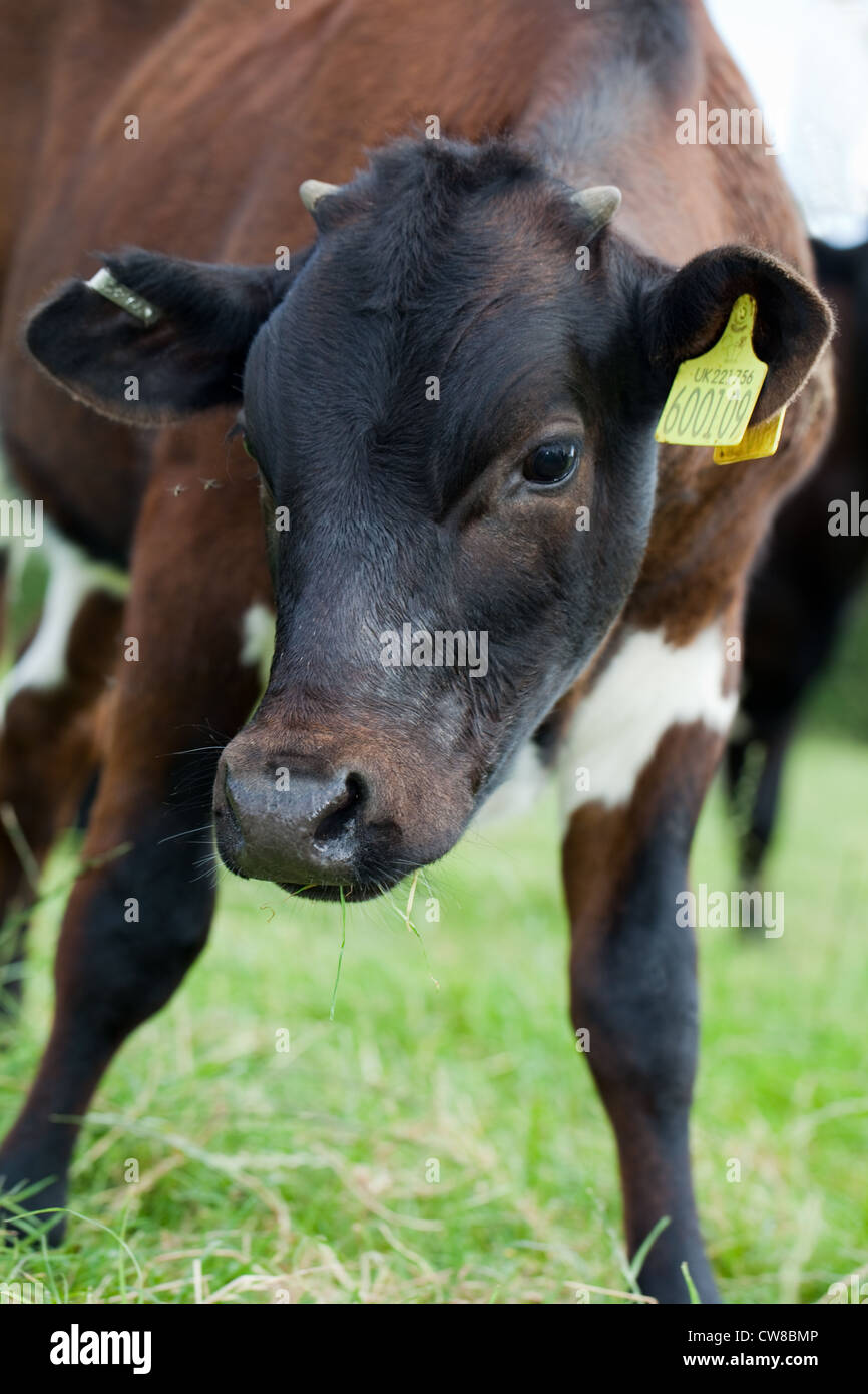 Gloucester Cow (Bos taurus). Young heifer. Horn 'buds' are discernable on the crown of the head. Rare breed. Stock Photo