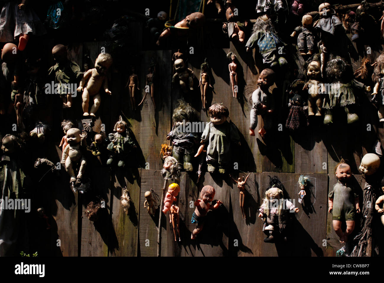 Dolls hang on a tree on the Island of the Dolls in Xochimilco, southern