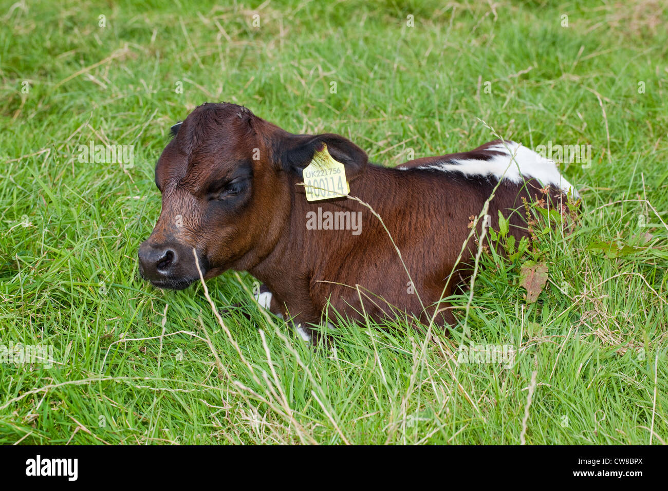 Gloucester Cattle (Bos taurus). Calf. Just born in the field and already identification ear tagged by stockman. Stock Photo