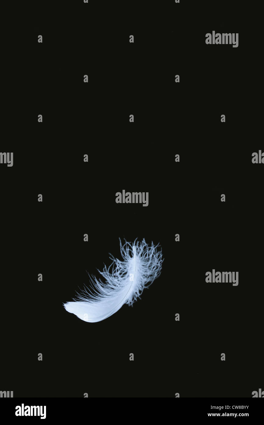 One Feather Falling Down Stock Photo Alamy