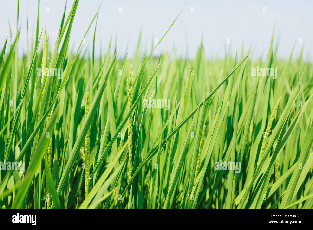 Crops In Field Stock Photo