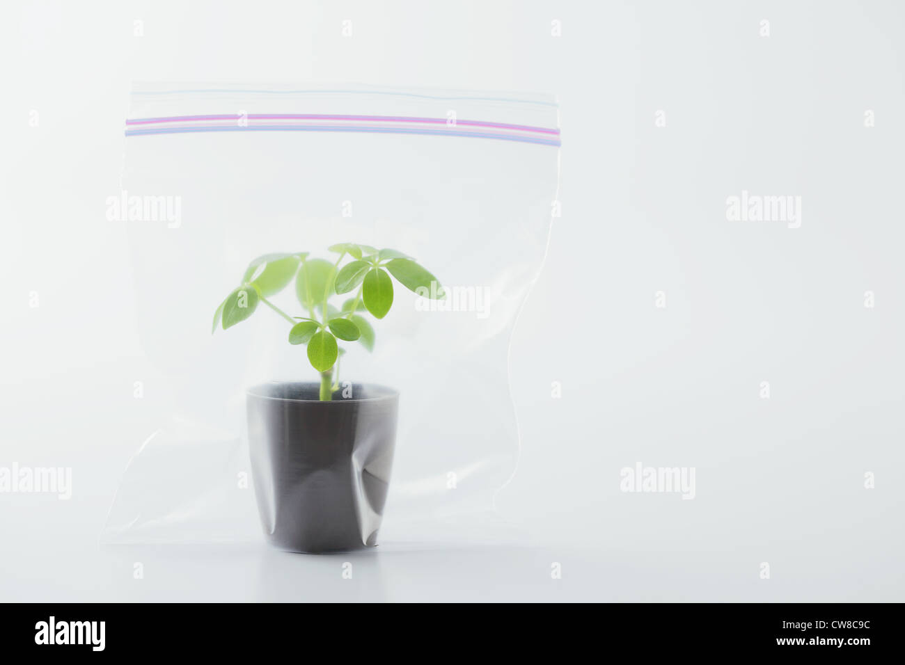 Potted Plant In Plastic Bag Stock Photo