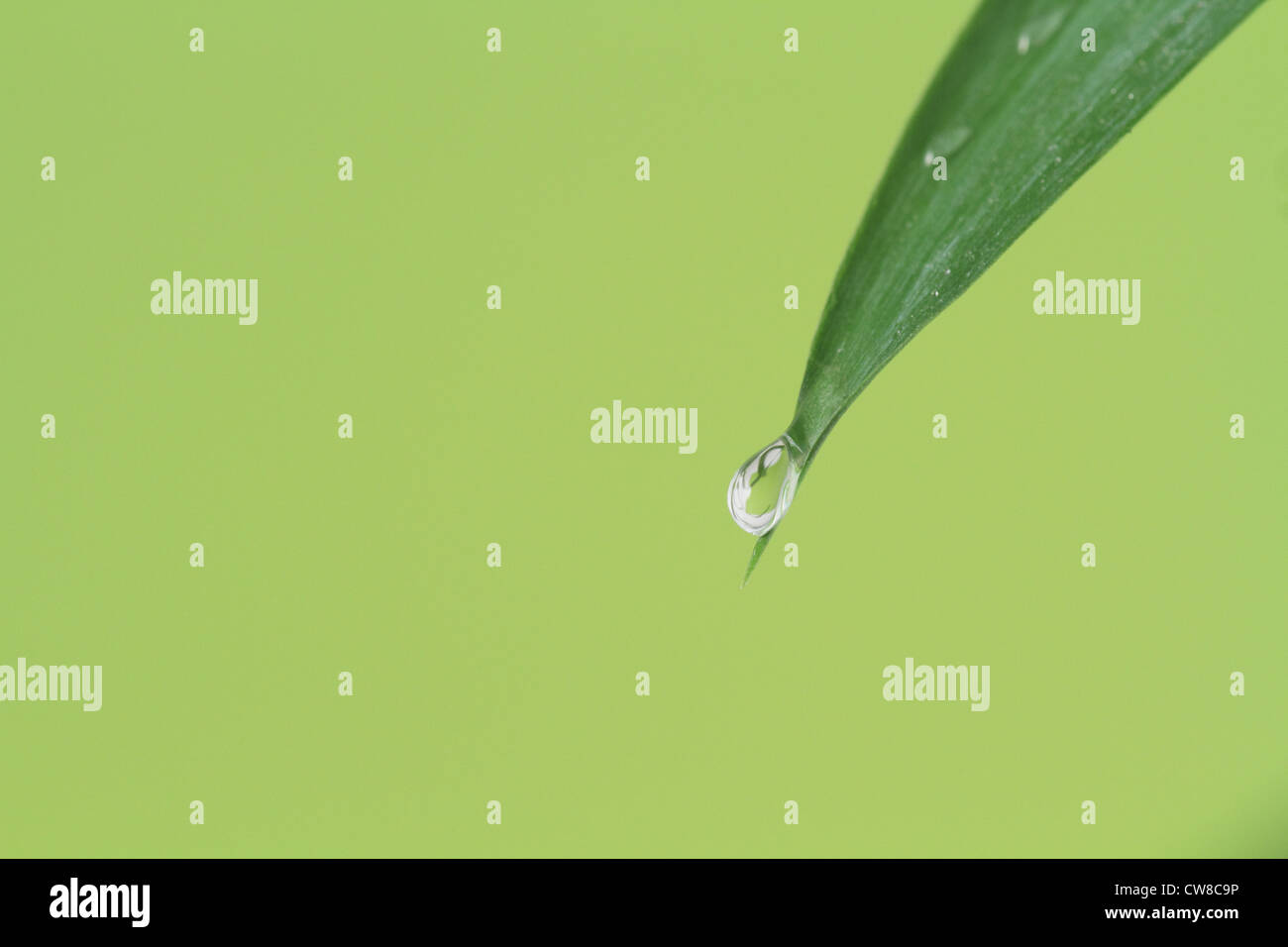 Water Drop Dropping From Leaf Stock Photo