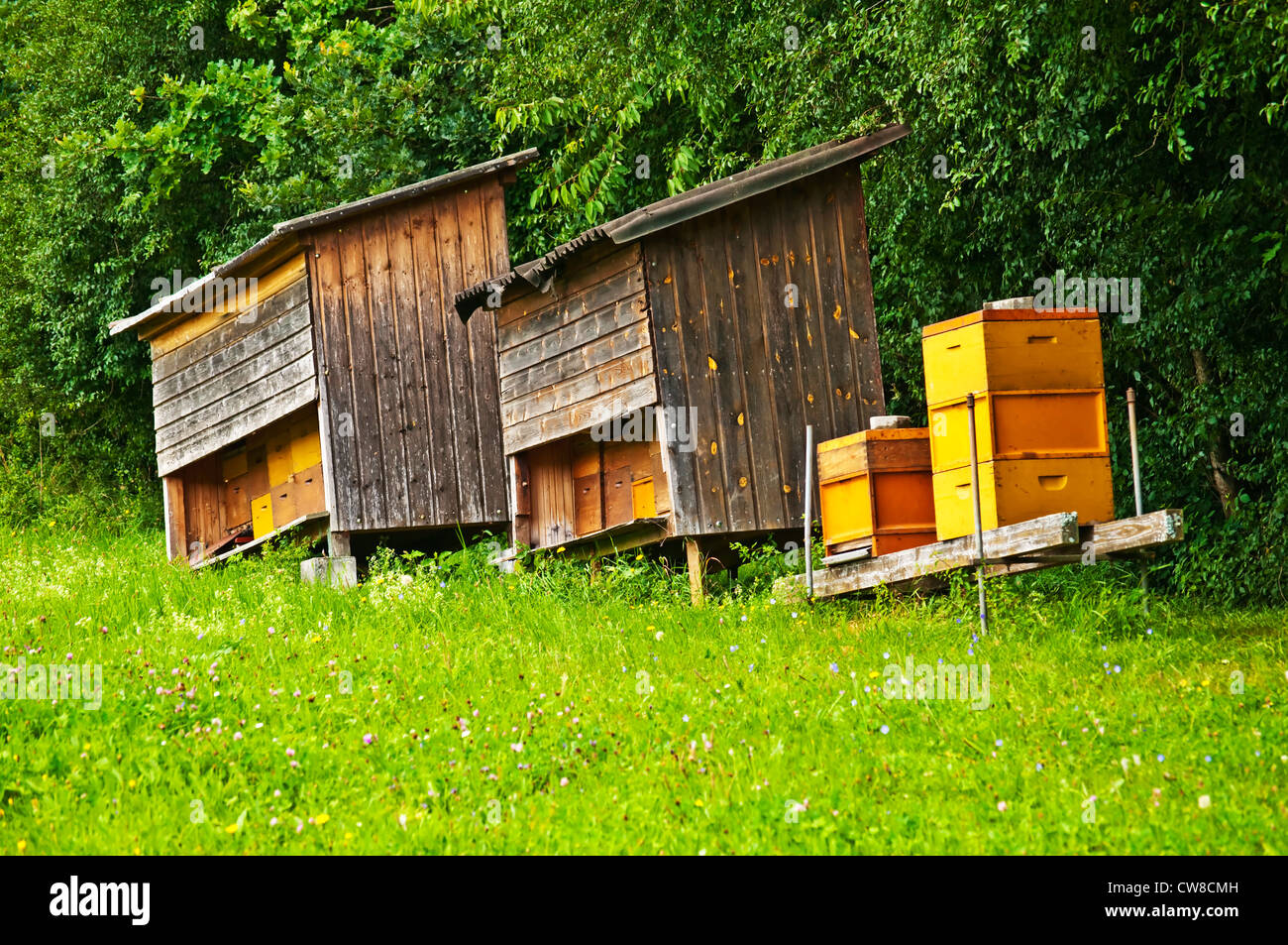 Bee hives in tree hi-res stock photography and images - Alamy