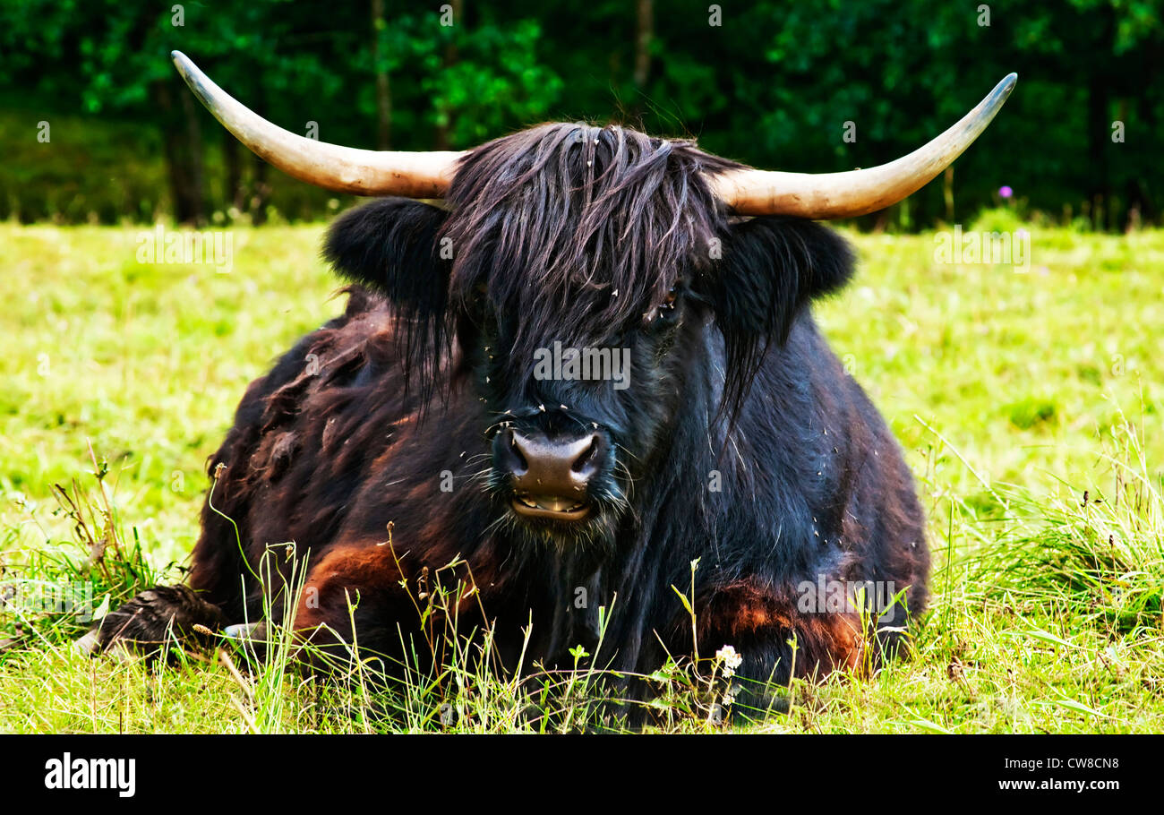 Ox animal hi-res stock photography and images - Alamy