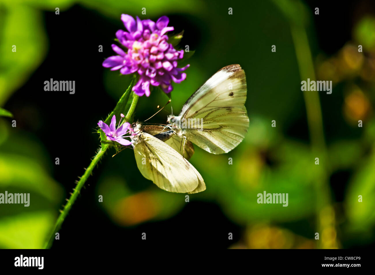 Green-veined white during reproduction Stock Photo