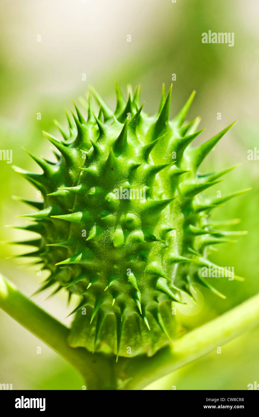 thornapple Stock Photo Alamy