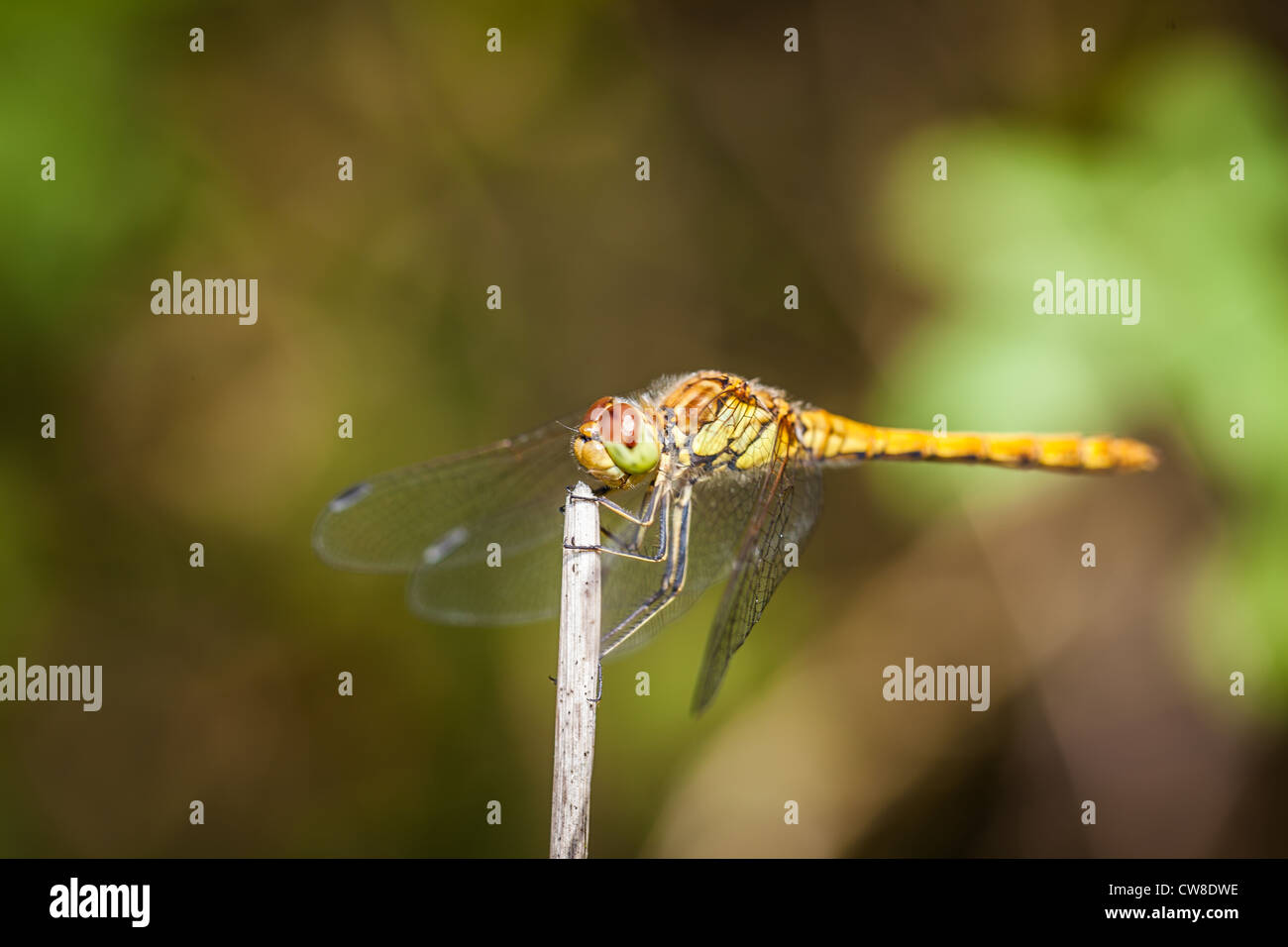 Female Common Darter Dragon fly at rest Stock Photo