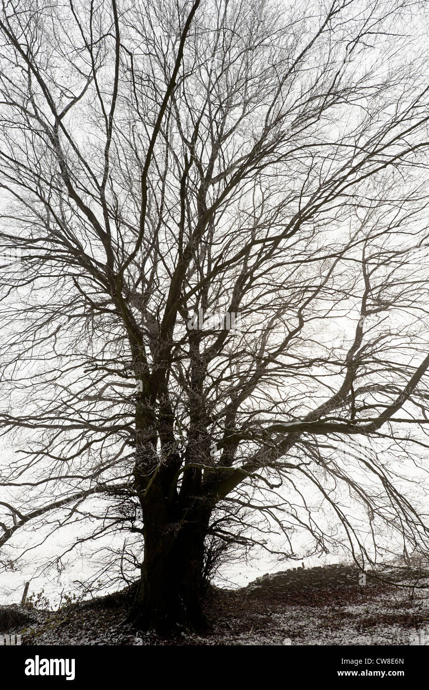Beech tree silhouette High Resolution Stock Photography and Images - Alamy
