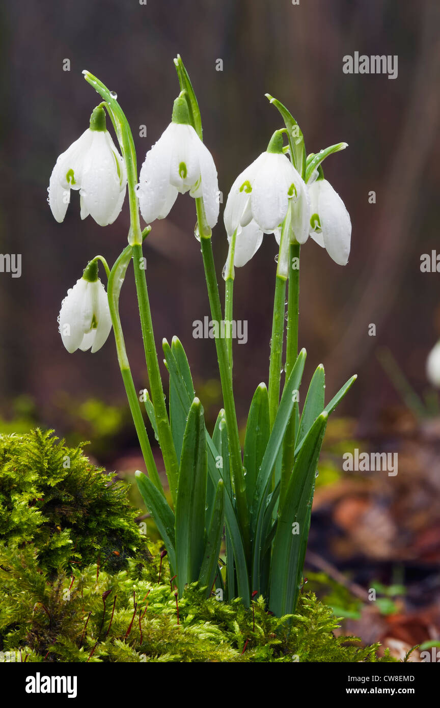 snowdrop Galanthus nivalis Stock Photo
