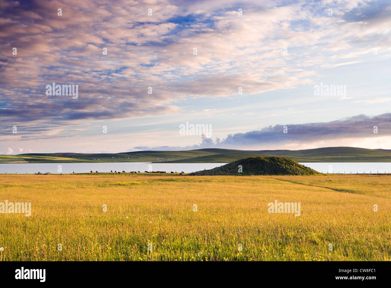 Salt Knowe (mound) at the Ring of Brodgar, Orkney, Scotland, UK. Stock Photo