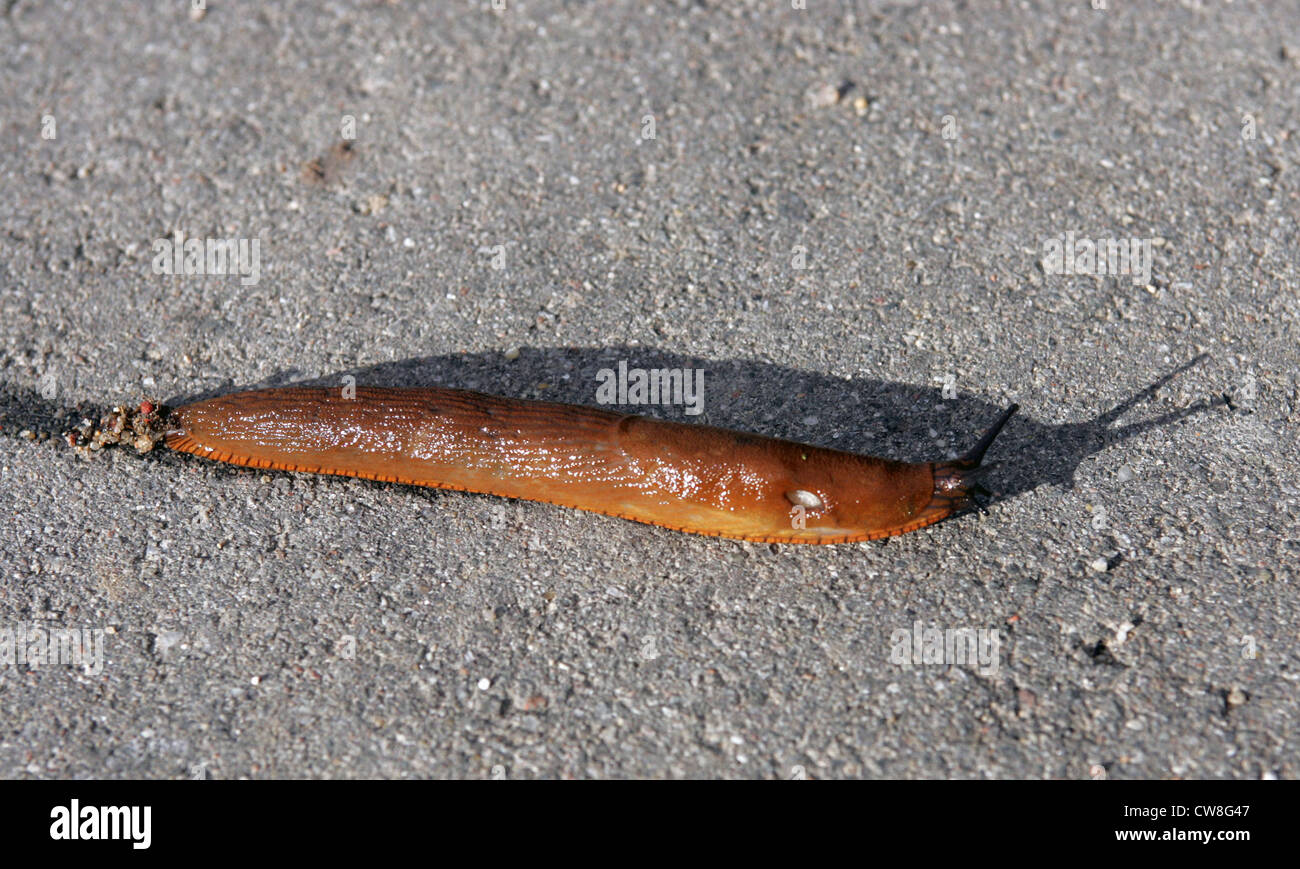 Resplendent village, Spanish slug on a street Stock Photo
