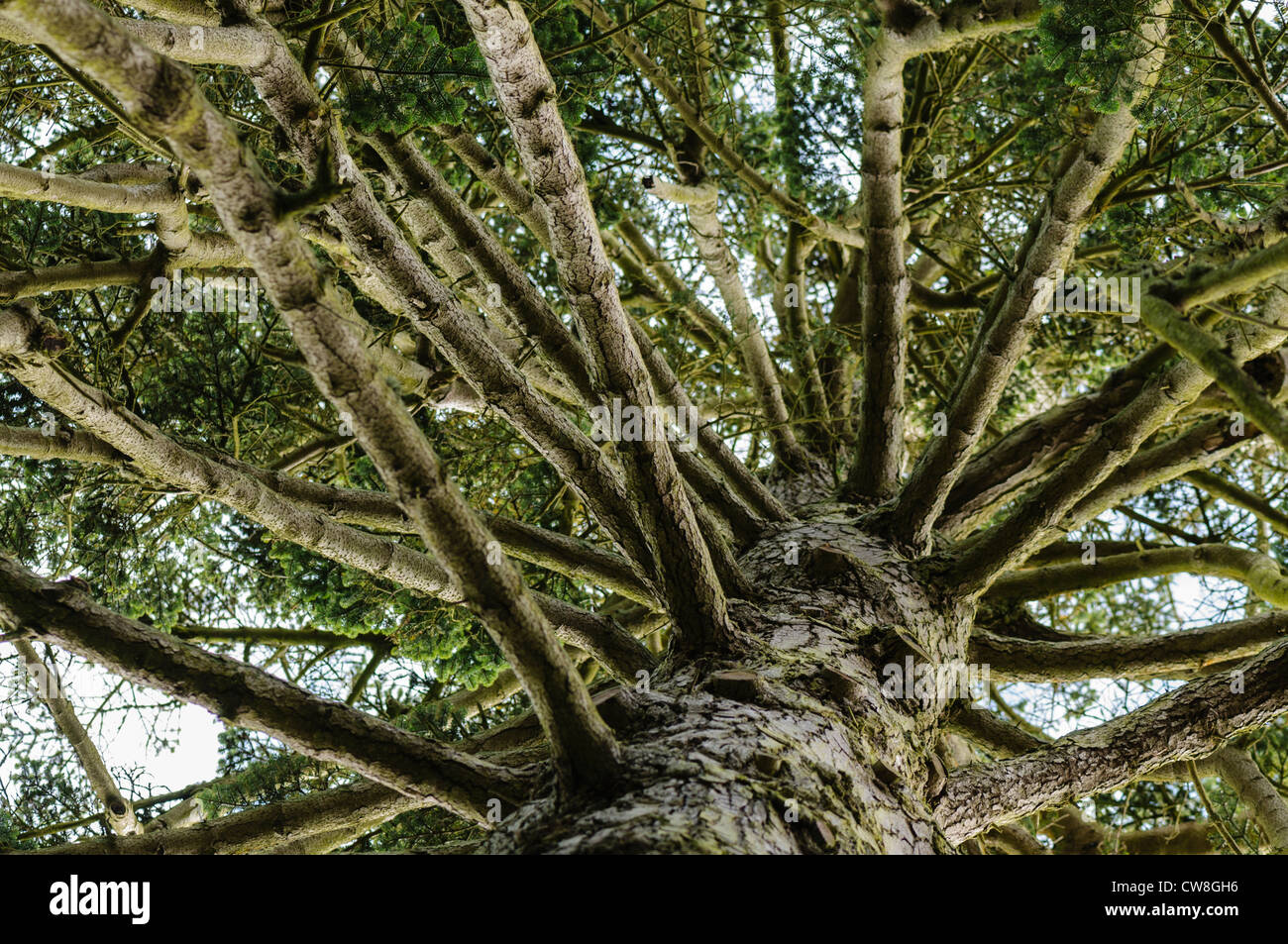 Looking up at the branches of a Nordmann Fir Stock Photo