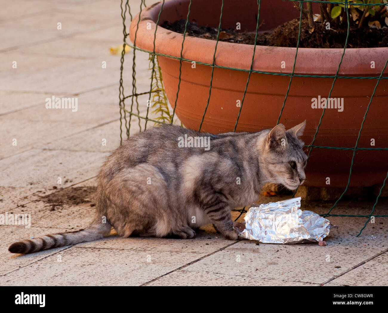 Eating leftovers hires stock photography and images Alamy