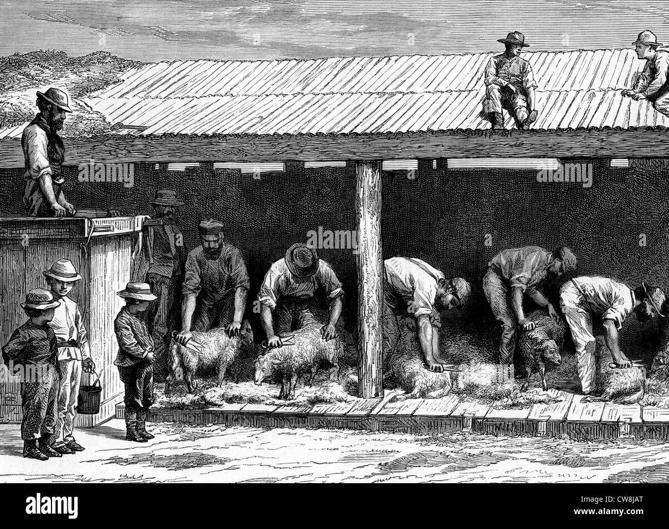 Shearing Black and White Stock Photos & Images Alamy